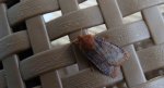Porożnica jagodówka (Conistra vaccinii)