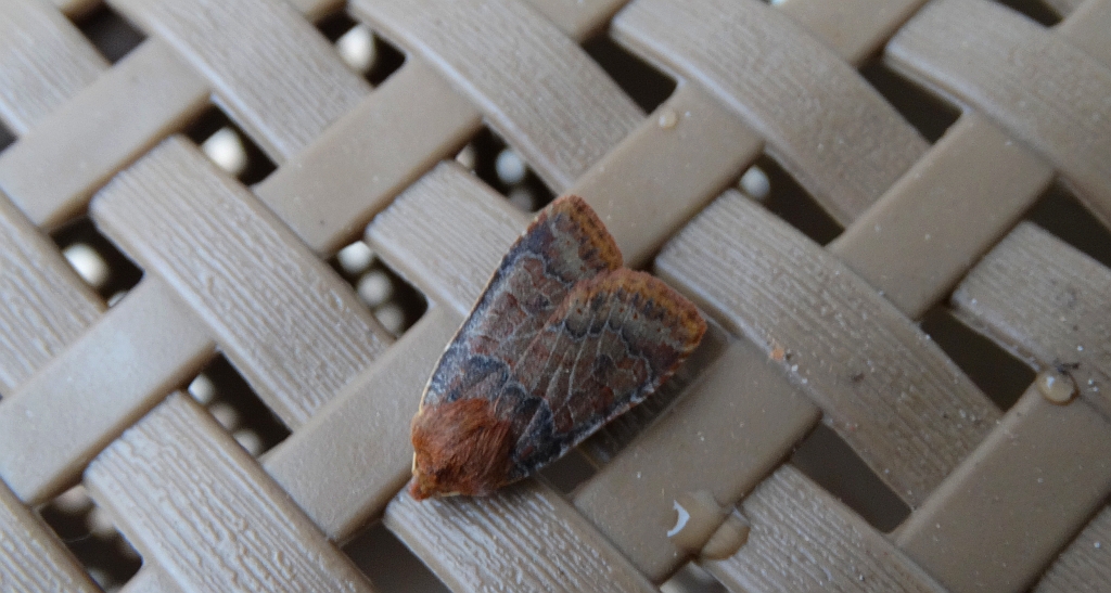 Porożnica jagodówka (Conistra vaccinii)