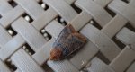 Porożnica jagodówka (Conistra vaccinii)