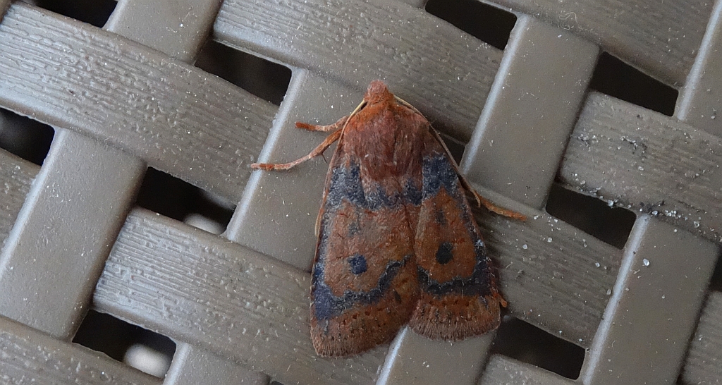 Porożnica jagodówka (Conistra vaccinii)