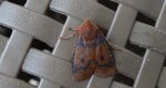 Porożnica jagodówka (Conistra vaccinii)