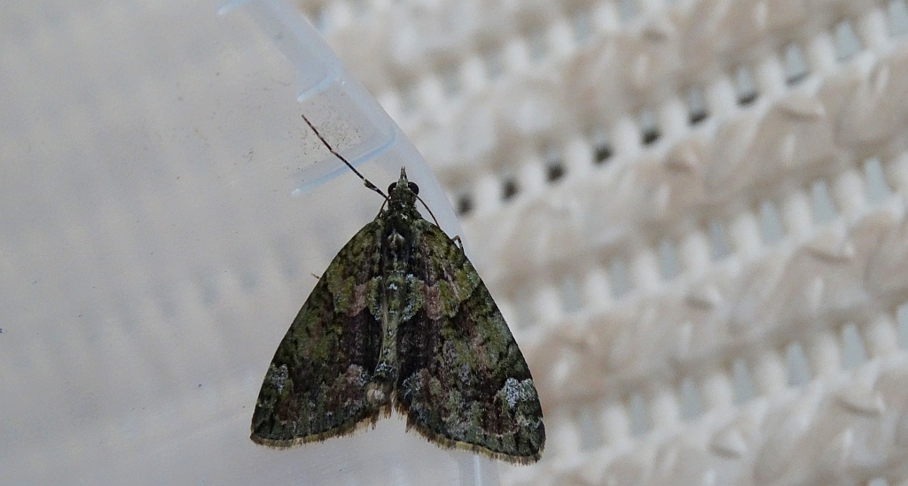 Paśnik zaroślak (Chloroclysta siterata)