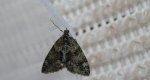 Paśnik zaroślak (Chloroclysta siterata)