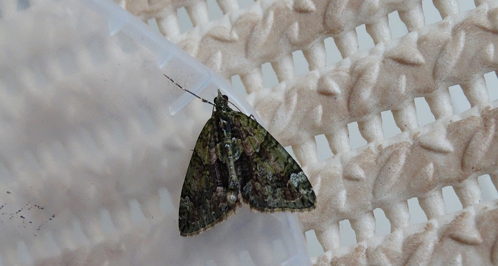 Paśnik zaroślak (Chloroclysta siterata)