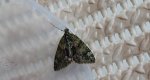 Paśnik zaroślak (Chloroclysta siterata)