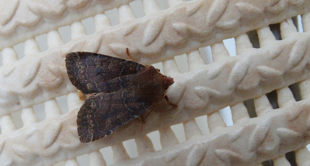 Conistra ligula