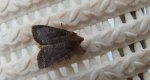 Conistra ligula