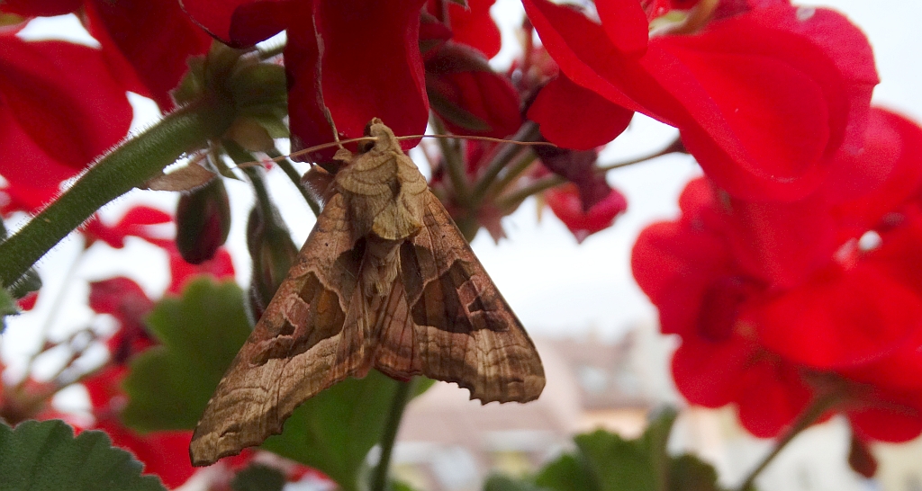 Krokiewka lękwica (Phlogophora meticulosa)
