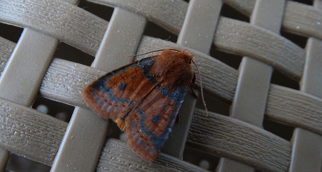 Porożnica jagodówka (Conistra vaccinii)