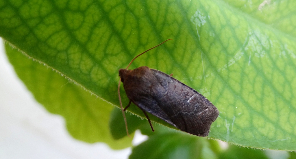 Conistra ligula