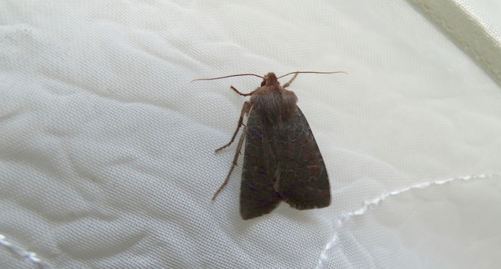 Conistra ligula