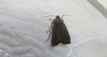 Conistra ligula