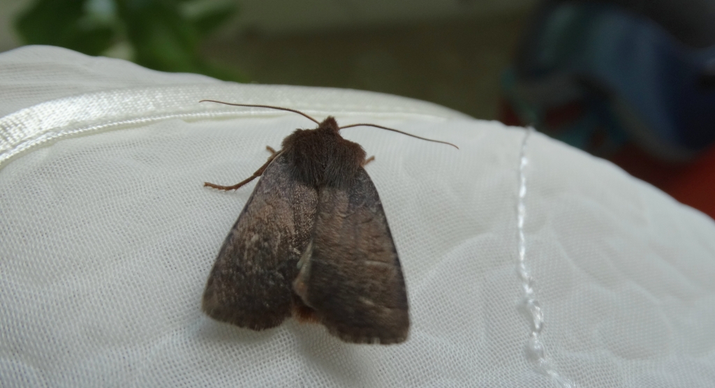 Conistra ligula