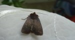 Conistra ligula