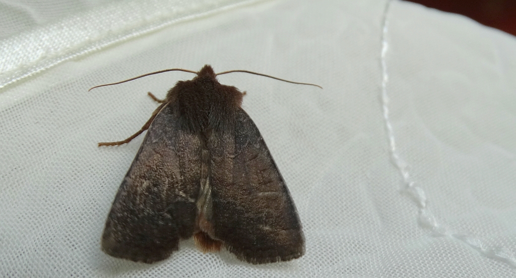 Conistra ligula