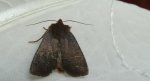 Conistra ligula