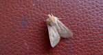 Xanthia gilvago