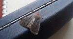 Conistra ligula