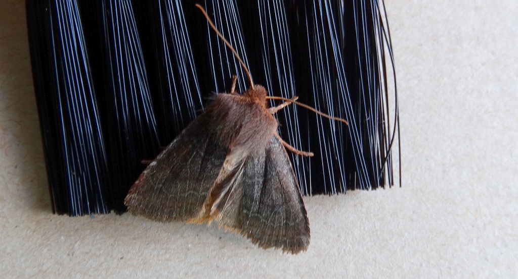 Conistra ligula