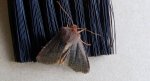 Conistra ligula