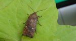 Zimiczka bukówka (Eupsilia transversa)