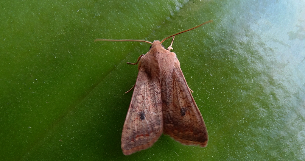 Źrenicówka rudawka (Agrochola circellaris)