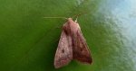 Źrenicówka rudawka (Agrochola circellaris)