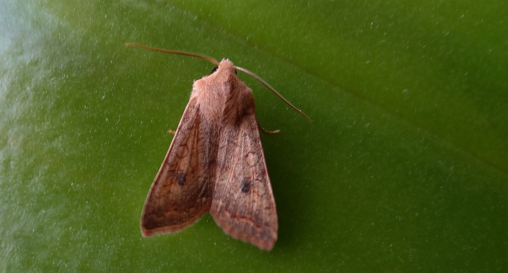 Źrenicówka rudawka (Agrochola circellaris)