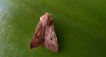 Źrenicówka rudawka (Agrochola circellaris)