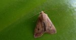 Źrenicówka rudawka (Agrochola circellaris)