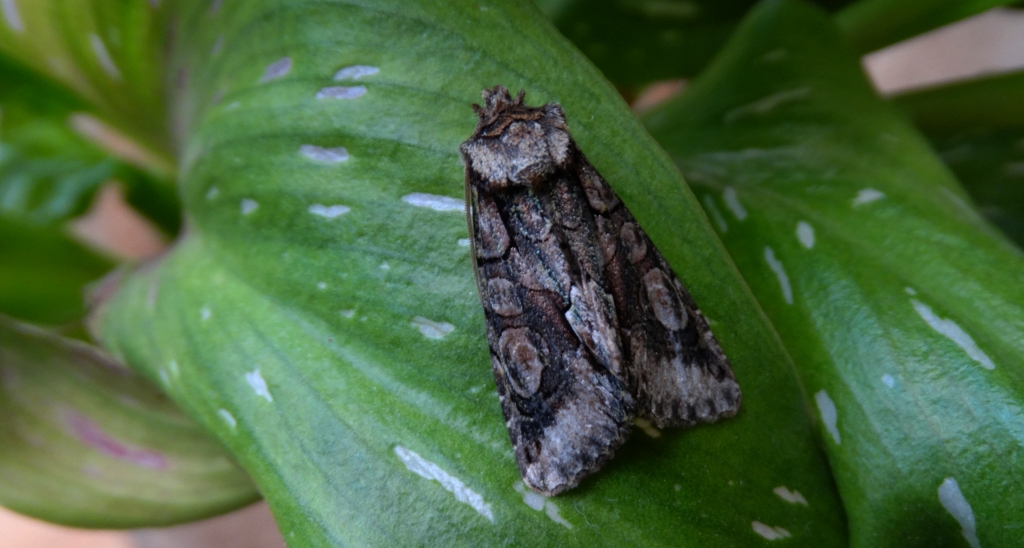 Allophyes oxyacanthae