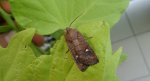 Zimiczka bukówka (Eupsilia transversa)