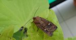 Zimiczka bukówka (Eupsilia transversa)