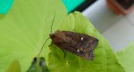 Zimiczka bukówka (Eupsilia transversa)