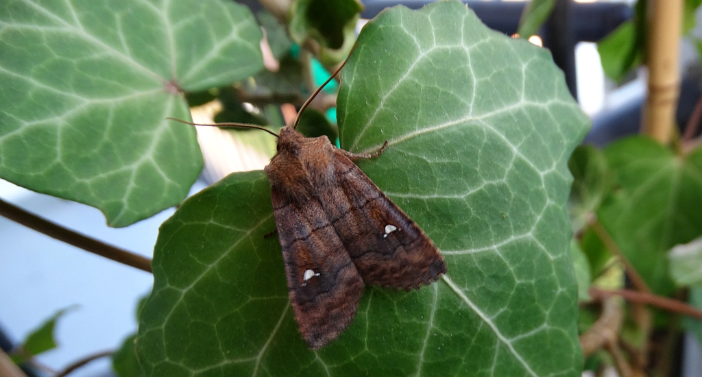 Zimiczka bukówka (Eupsilia transversa)