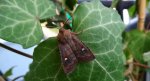 Zimiczka bukówka (Eupsilia transversa)