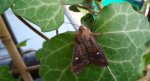 Zimiczka bukówka (Eupsilia transversa)