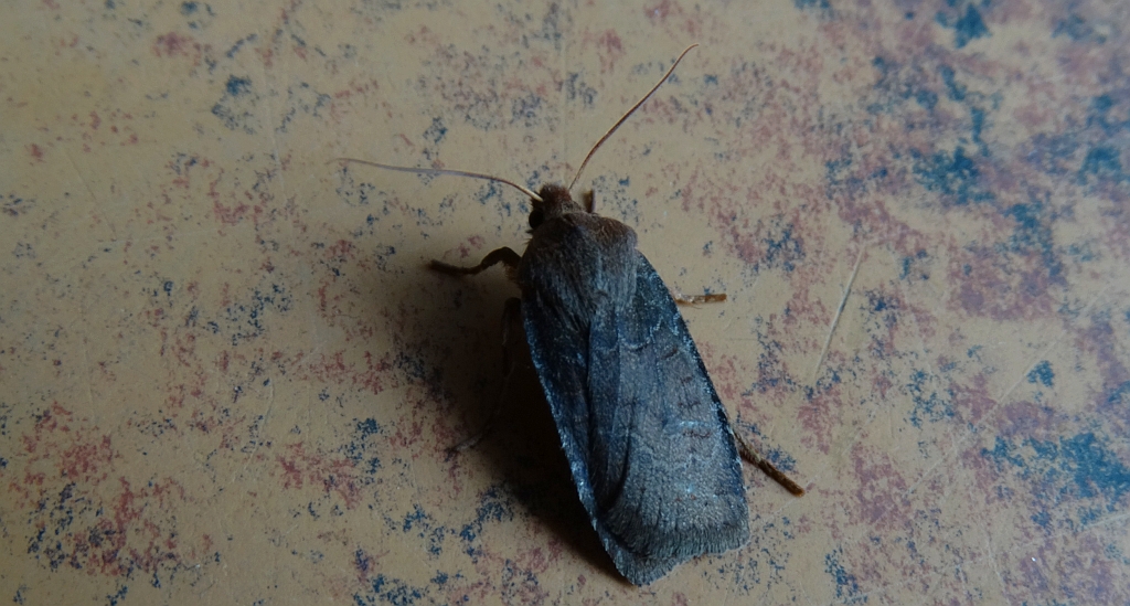 Conistra ligula