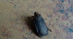 Conistra ligula