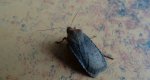Conistra ligula
