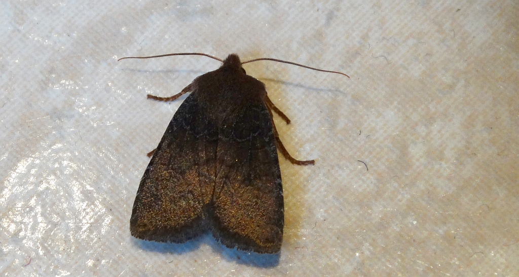 Conistra ligula