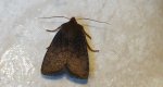 Conistra ligula