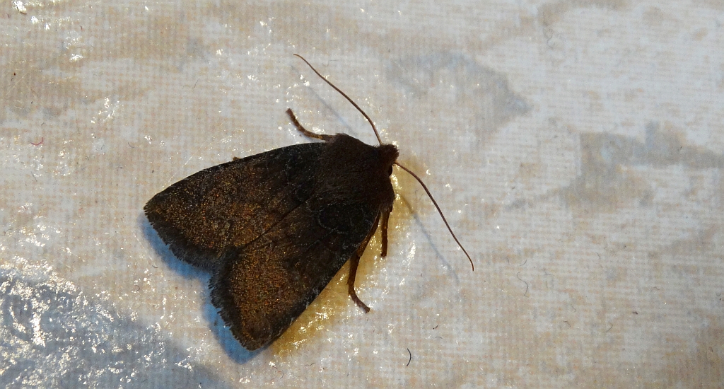 Conistra ligula