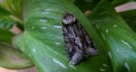 Allophyes oxyacanthae