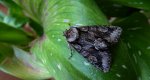 Allophyes oxyacanthae