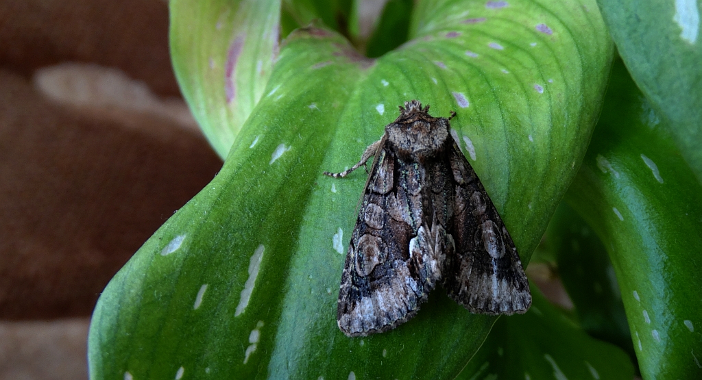 Allophyes oxyacanthae
