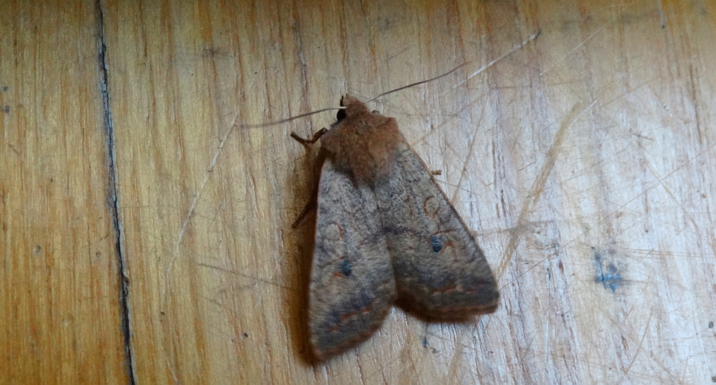 Źrenicówka rudawka (Agrochola circellaris)