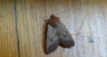 Źrenicówka rudawka (Agrochola circellaris)