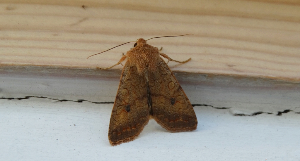 Źrenicówka rudawka (Agrochola circellaris)