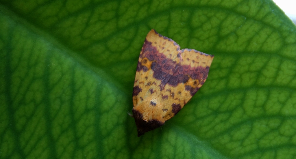 Ozimica wierzbówka (Xanthia togata)